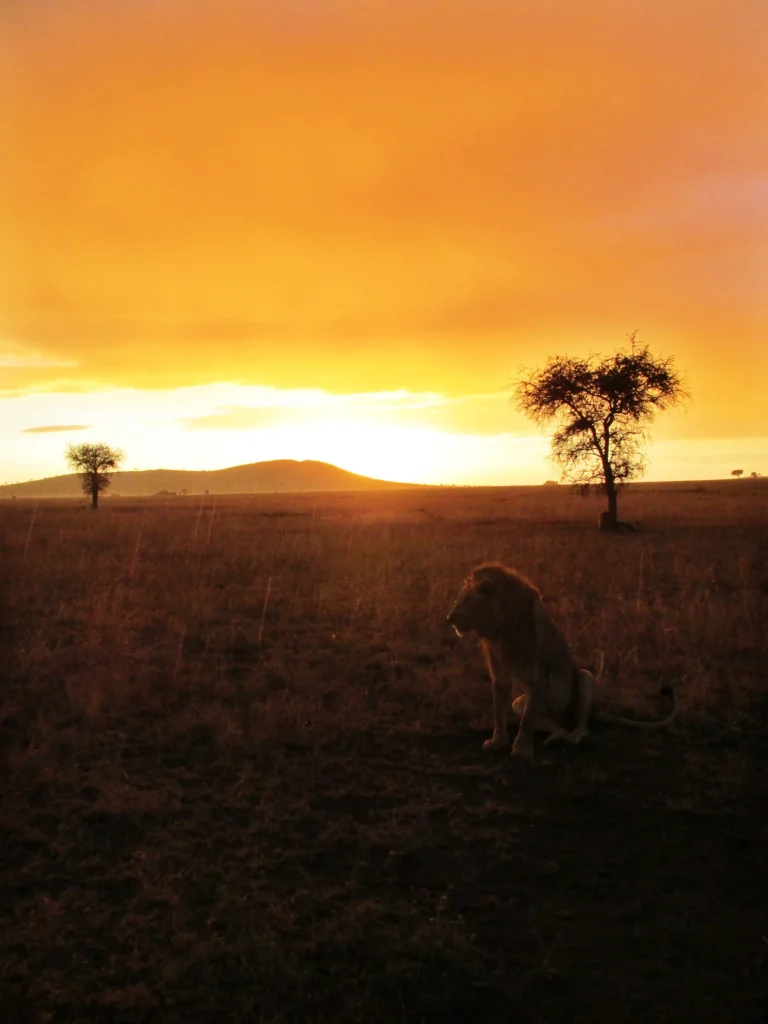 Tanzania wildlife safari