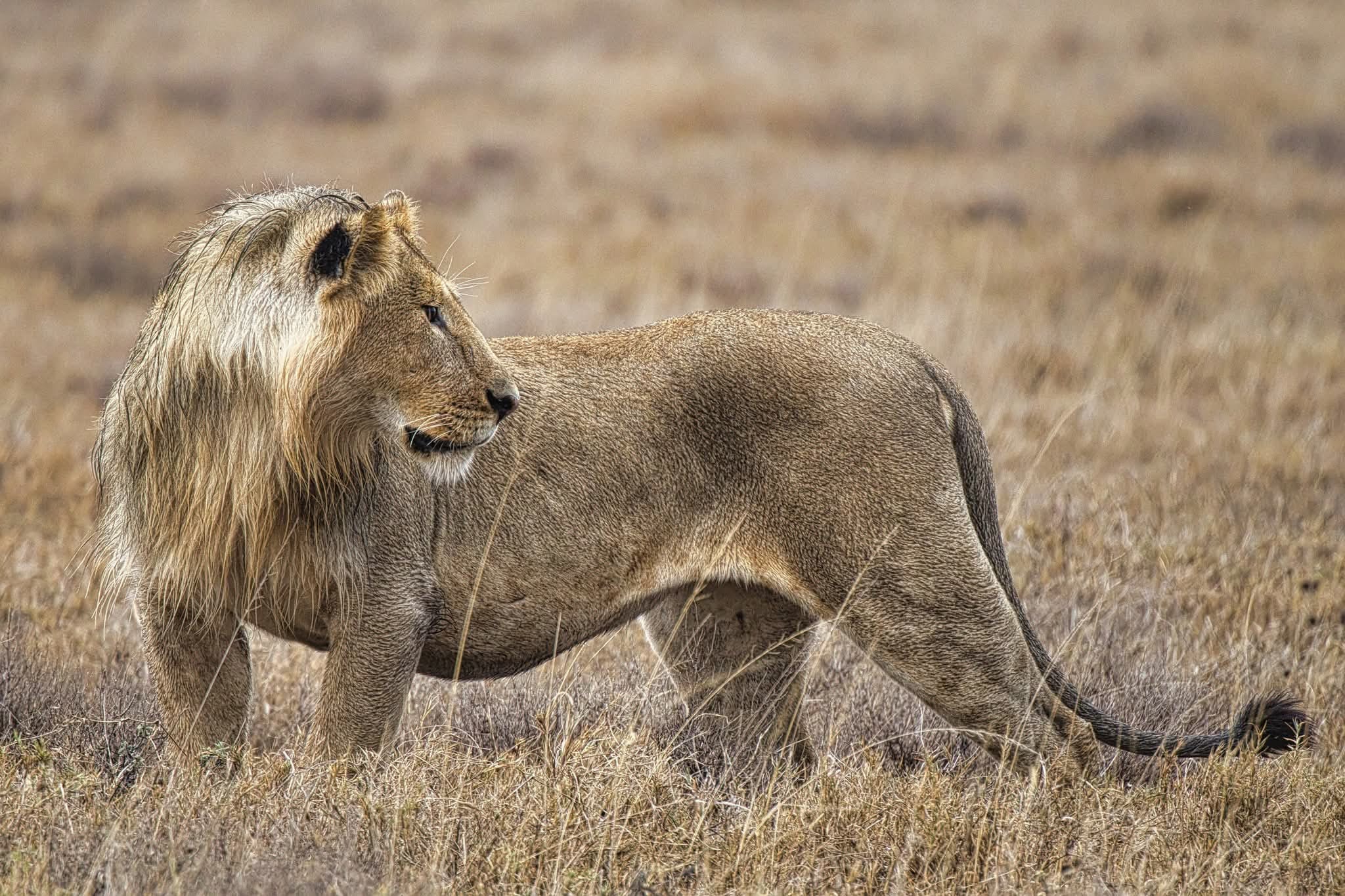 Tanzania Safari — Nyange Adventure, Moshi Tanzania