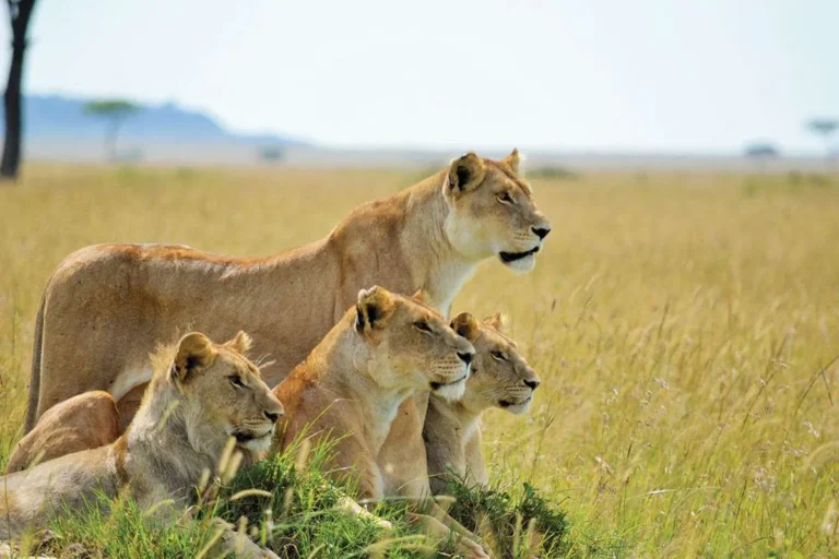 Tanzania Wildlife safari