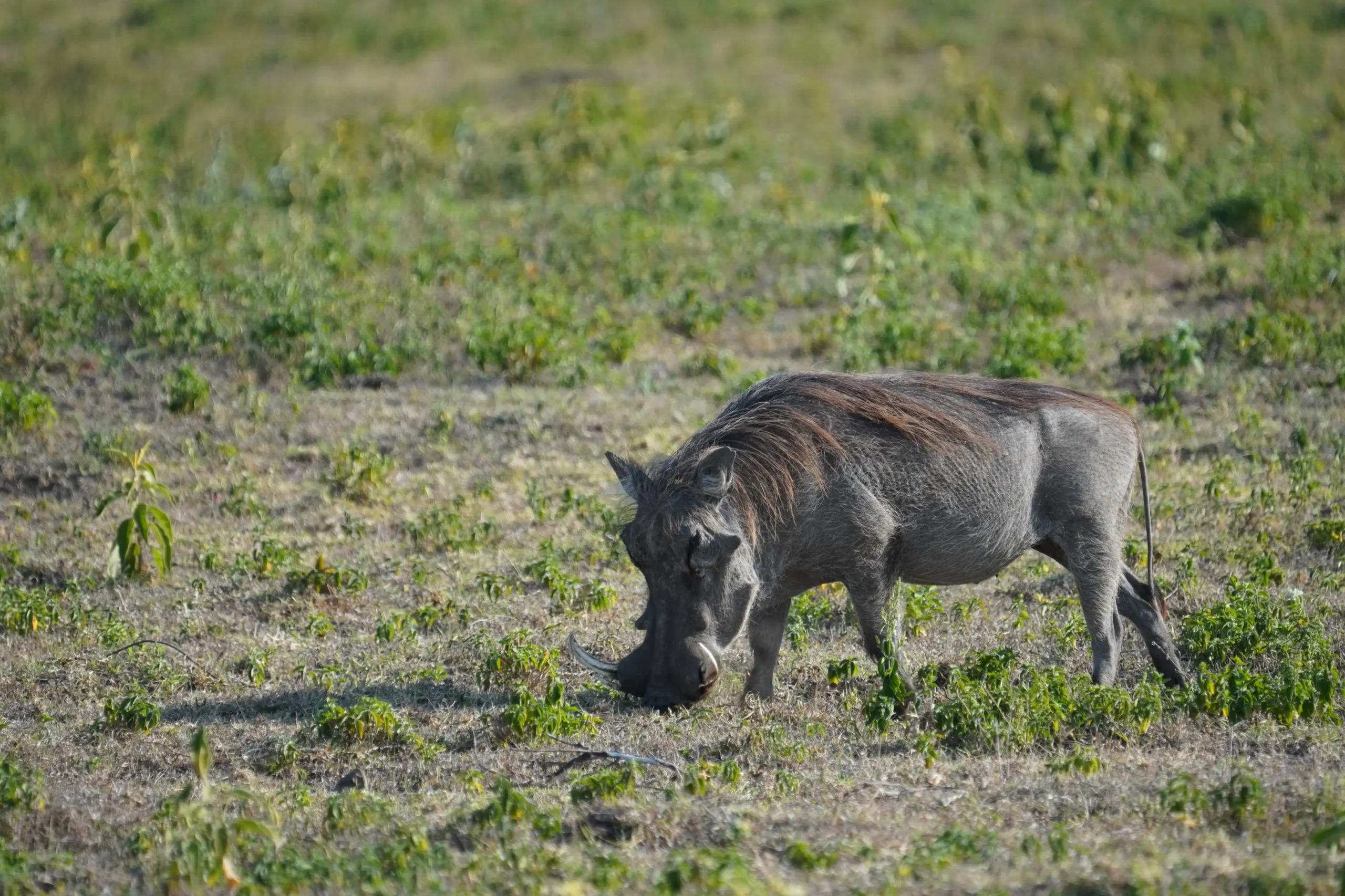 Warthog in Serengeti
