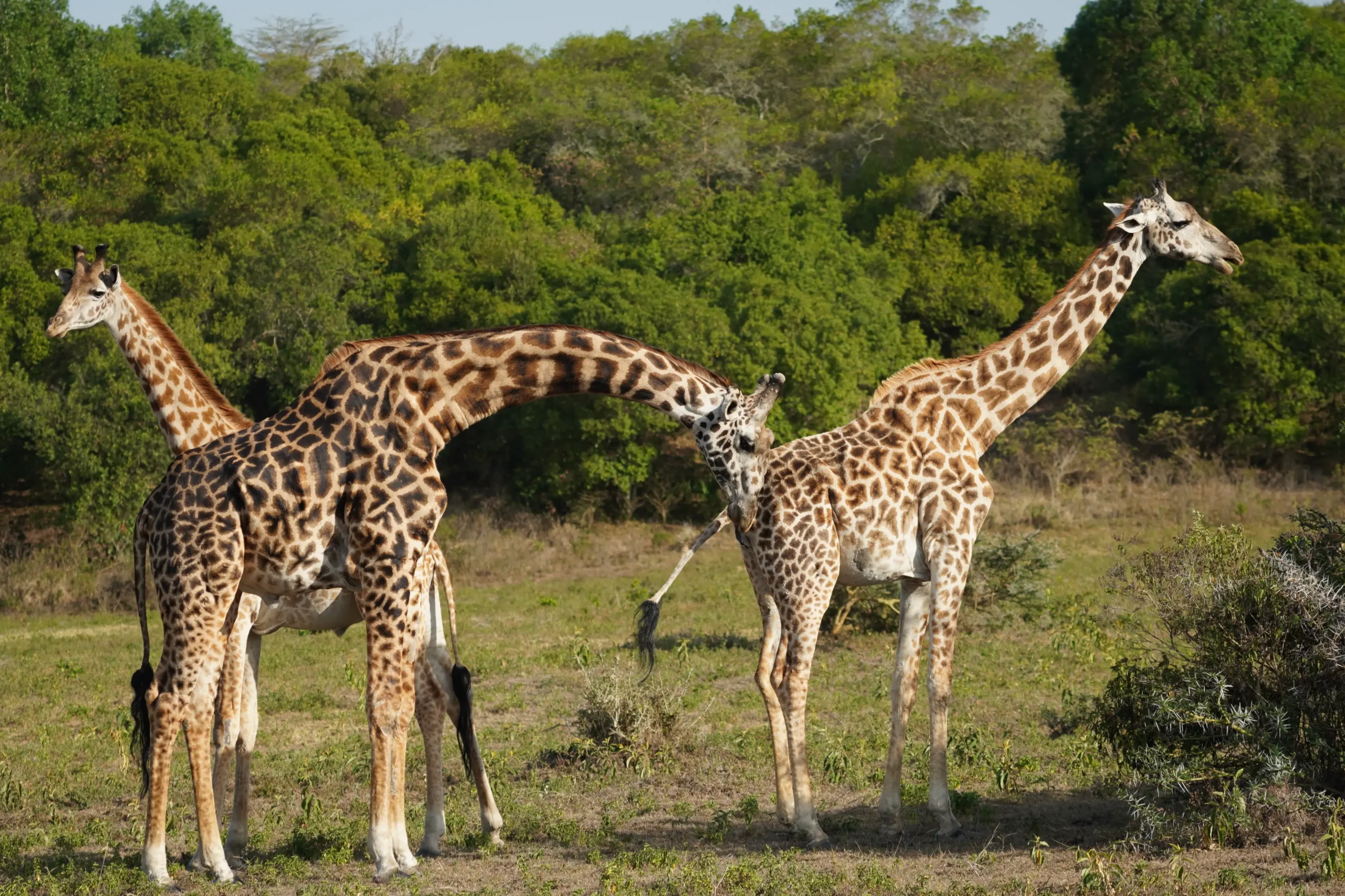 Giraffe in Serengeti