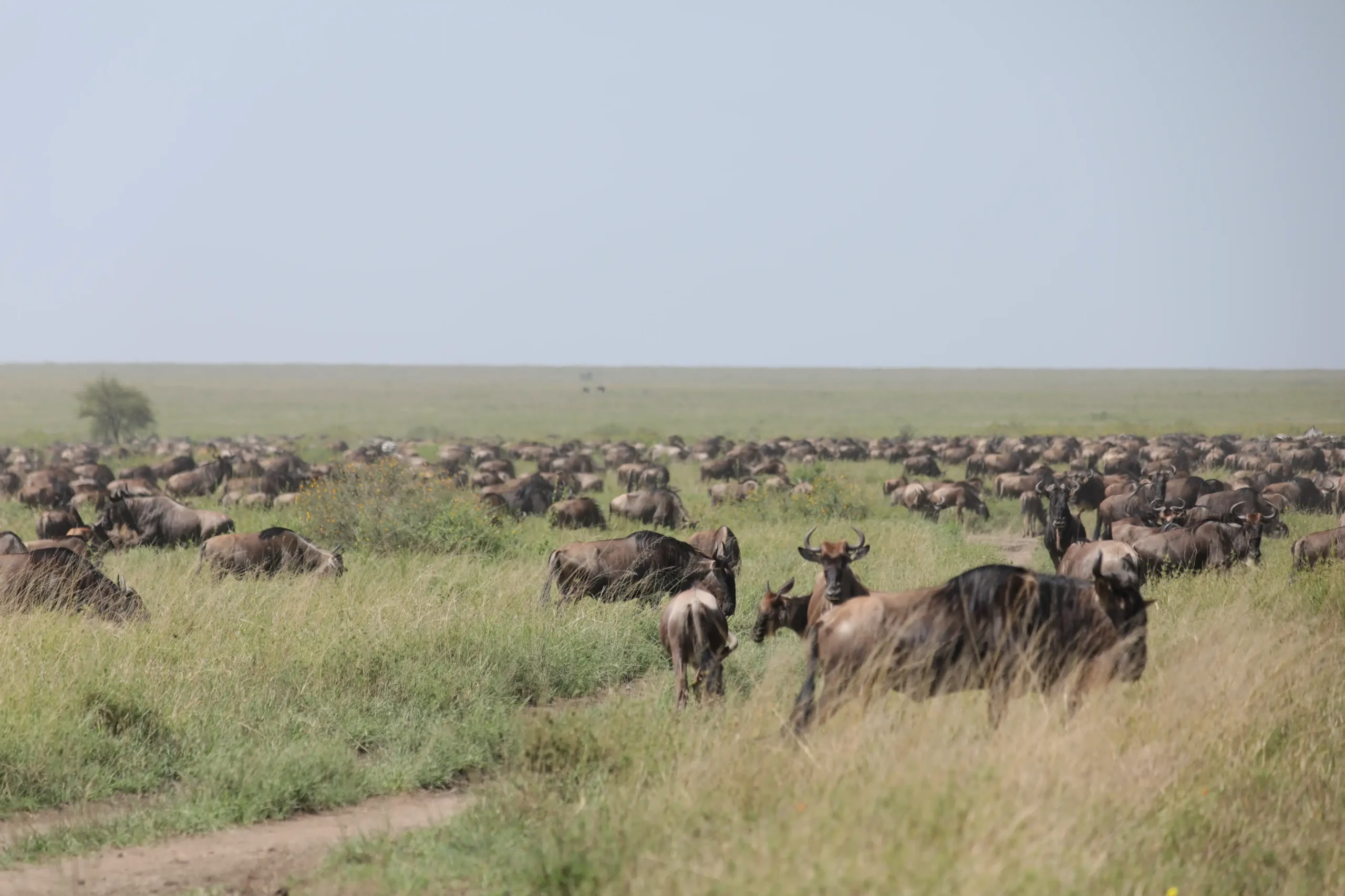 Wildebeest migration Serengeti