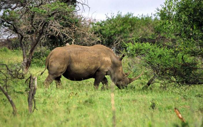7-Day South Africa Safari – Hluhluwe-iMfolozi, iSimangaliso Wetland Park & Elephant Coast
