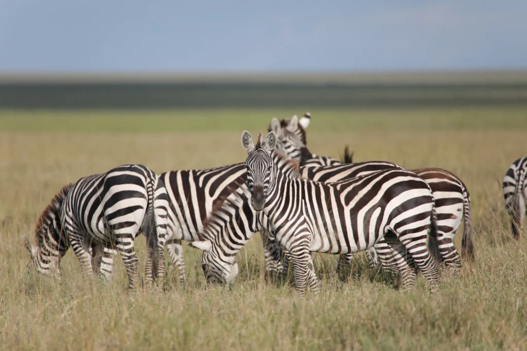 5-Day Tanzania Luxury Safari All-Inclusive